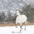 Herrlich - so ein Galopp im Schnee, Pintor 2013