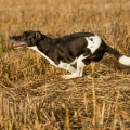 Elli