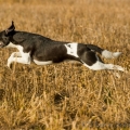 Elli