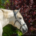 C2015-05-17-0558