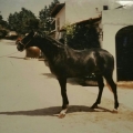 Girassol in Portugal