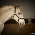 Girassol