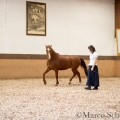 Morgenarbeit 2014 - Ruth Giffels - Freiheitsdressur mit Charlott
