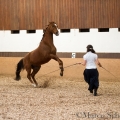 Morgenarbeit 2014 - Ruth Giffels - Freiheitsdressur mit Charlott