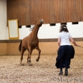 Morgenarbeit 2014 - Ruth Giffels - Freiheitsdressur mit Charlott