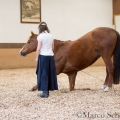 Morgenarbeit 2014 - Ruth Giffels - Freiheitsdressur mit Charlott