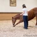 Morgenarbeit 2014 - Ruth Giffels - Freiheitsdressur mit Charlott