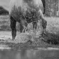 Oasis das Wasserspielkind