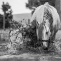 Oasis das Wasserspielkind