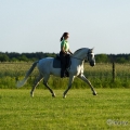 Ruth Giffels mit Oasis PSL Hengst - Training Juni 2013