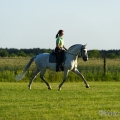 Ruth Giffels mit Oasis PSL Hengst - Training Juni 2013