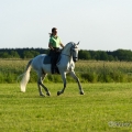 Ruth Giffels mit Oasis PSL Hengst - Training Juni 2013