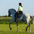 Ruth Giffels mit Oasis PSL Hengst - Training Juni 2013