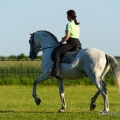 Ruth Giffels mit Oasis PSL Hengst - Training Juni 2013