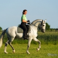 Ruth Giffels mit Oasis PSL Hengst - Training Juni 2013