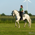 Ruth Giffels mit Oasis PSL Hengst - Training Juni 2013
