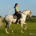 Ruth Giffels mit Oasis PSL Hengst - Training Juni 2013