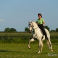 Ruth Giffels mit Oasis PSL Hengst - Training Juni 2013