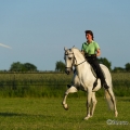 Ruth Giffels mit Oasis PSL Hengst - Training Juni 2013
