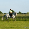 Ruth Giffels mit Oasis PSL Hengst - Training Juni 2013