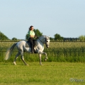Ruth Giffels mit Oasis PSL Hengst - Training Juni 2013