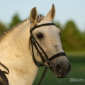 Ruth Giffels mit Oasis PSL Hengst - Training Juni 2013