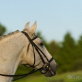 Ruth Giffels mit Oasis PSL Hengst - Training Juni 2013
