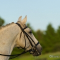 Ruth Giffels mit Oasis PSL Hengst - Training Juni 2013