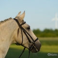Ruth Giffels mit Oasis PSL Hengst - Training Juni 2013