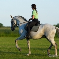 Ruth Giffels mit Oasis PSL Hengst - Training Juni 2013