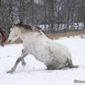 Pintor mit Marquis im Schnee 2013