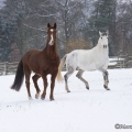 Pintor mit Marquis im Schnee 2013