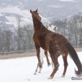 Pintor mit Marquis im Schnee 2013