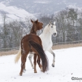 Pintor mit Marquis im Schnee 2013