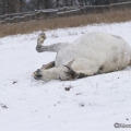 Pintor im Schnee 2013