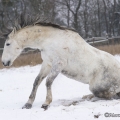 Pintor im Schnee 2013
