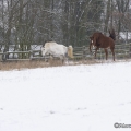 Pintor mit Marquis im Schnee 2013