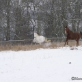 Pintor mit Marquis im Schnee 2013