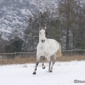 Pintor im Schnee 2013