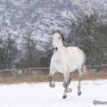 Pintor im Schnee 2013
