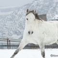 Pintor im Schnee 2013