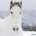 Pintor im Schnee 2013
