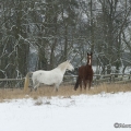 Pintor mit Marquis im Schnee 2013