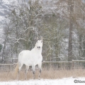 Pintor im Schnee 2013