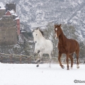Pintor mit Marquis im Schnee 2013