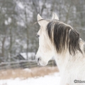 Pintor im Schnee 2013