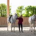 Oasis, 30-jähriger Lusitano-Hengst und Pintor, 29-jähriger Lusitano